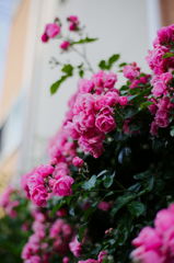 浜田山5月14日-5