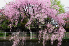 神田川4月9日-2