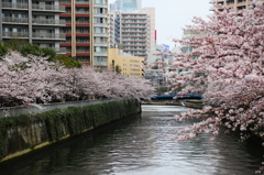 目黒川4月1日-1