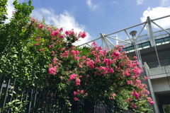調布9月4日