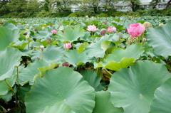 秋田市9月20日