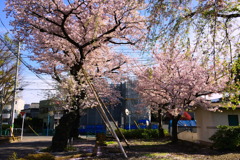 浜田山4月10日