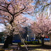 浜田山4月10日