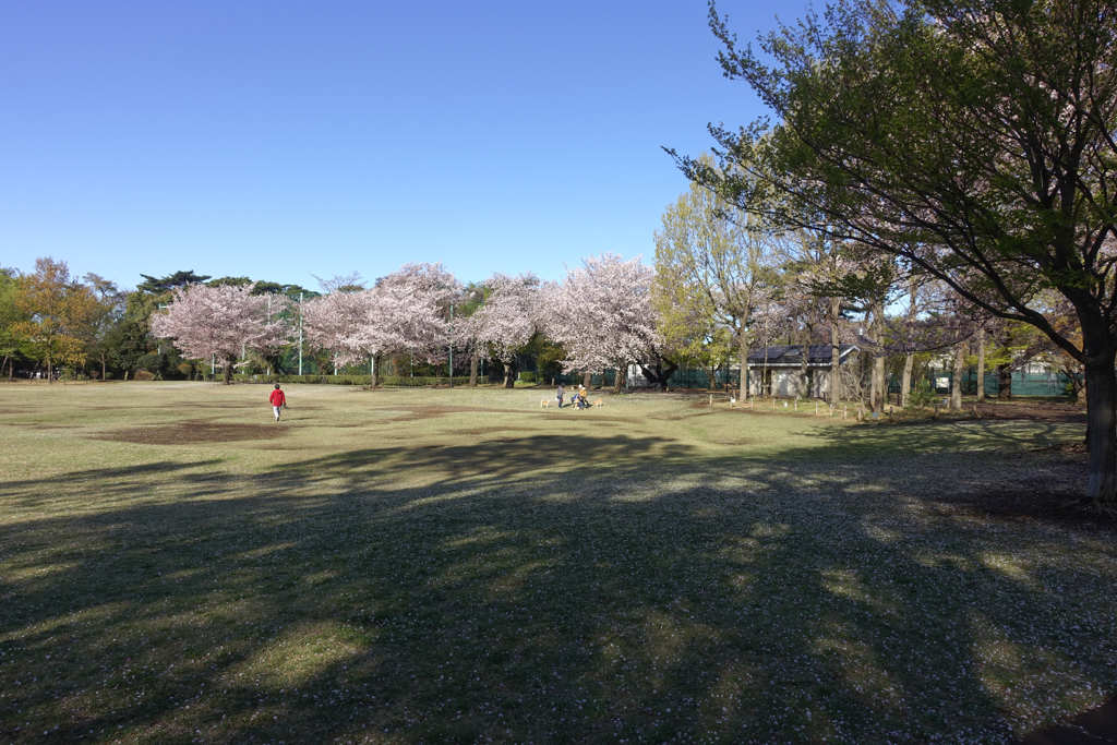 柏の宮公園4月11日-2