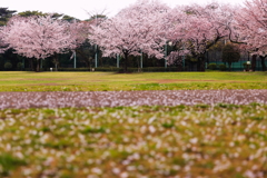 柏の宮公園4月8日
