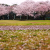 柏の宮公園4月8日