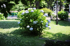 浜田山6月11日‐2