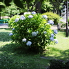 浜田山6月11日‐2