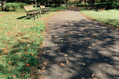 善福寺川緑道11月4日