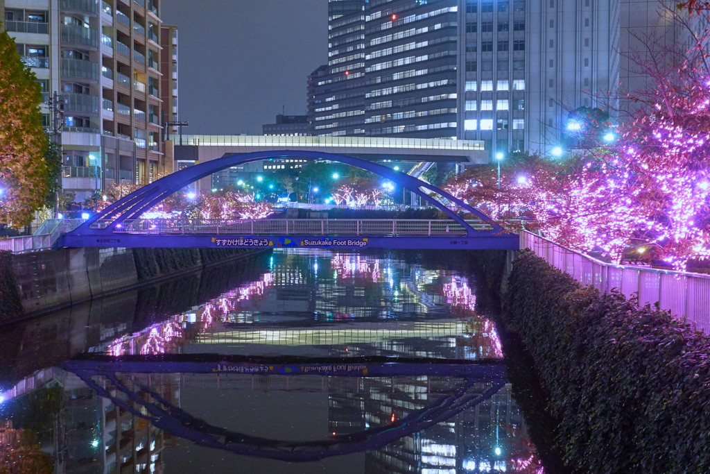 大崎目黒川11月12日-1