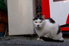 谷中ねこ4月28日