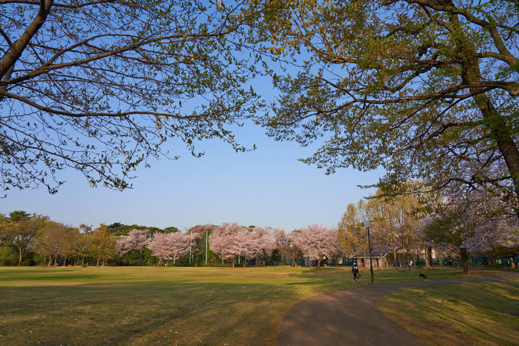 柏の宮公園3月31日