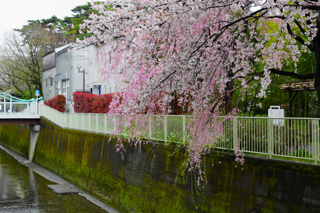 神田川4月9日-1