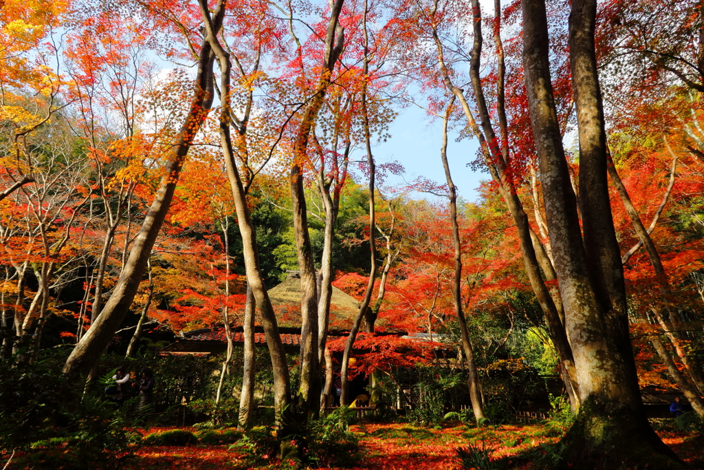 祇王寺11月23日