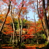 祇王寺11月23日