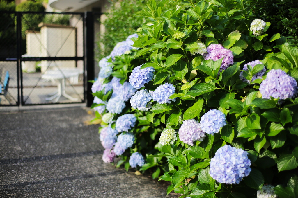 浜田山6月12日‐3