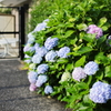 浜田山6月12日‐3