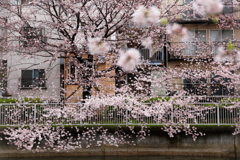 門前仲町4月8日-2