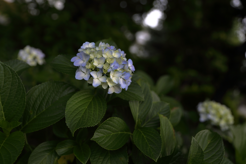 紫陽花6月24日