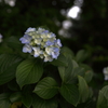 紫陽花6月24日