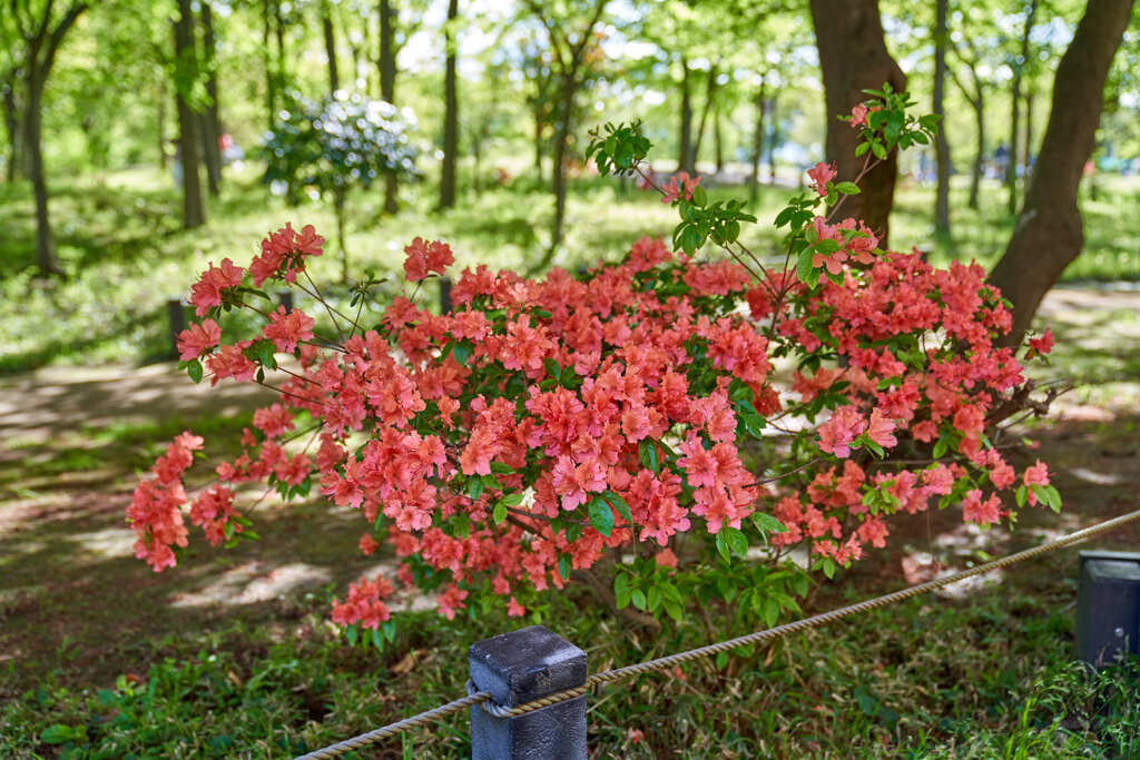 柏の宮公園4月19日1