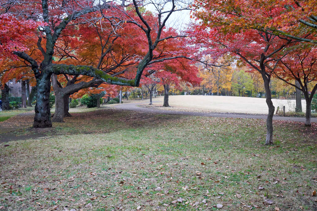 柏の宮公園12月7日