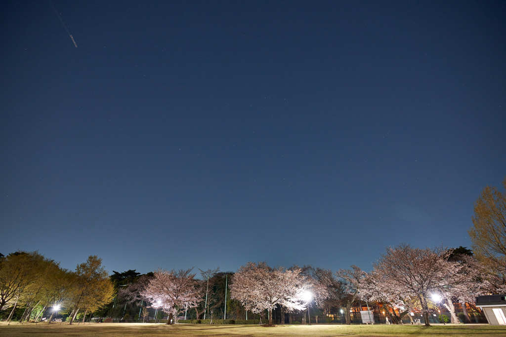 柏の宮公園4月4日