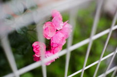 浜田山5月14日-4