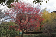 浜田山1月14日