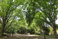 井の頭公園5月11日