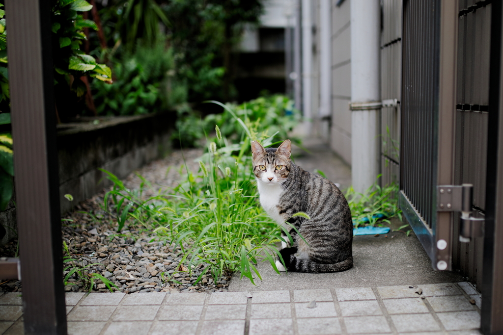 ミーちゃん7月30日