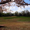 柏の宮公園4月13日-3