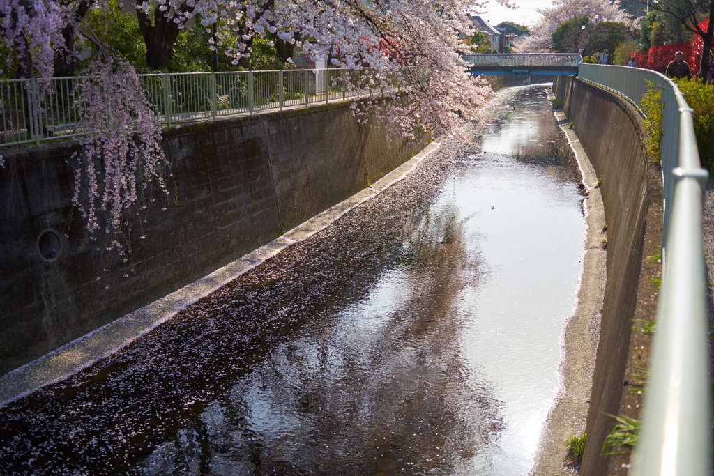 神田川3月31日-2