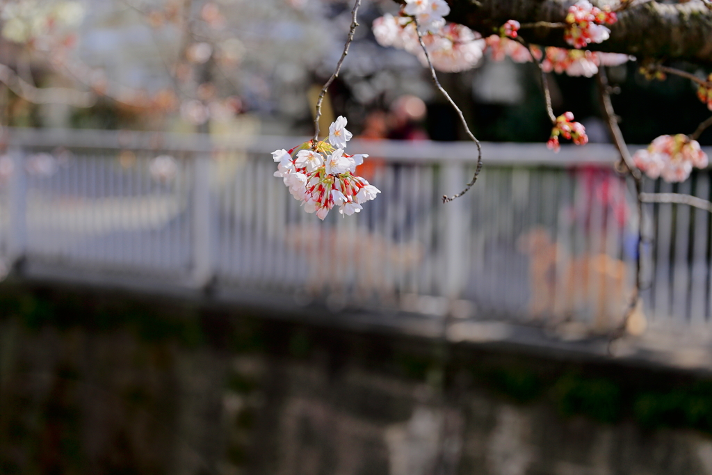 三鷹台4月2日-1