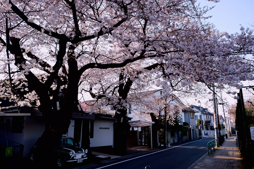 浜田山4月6日