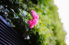 浜田山5月14日-2