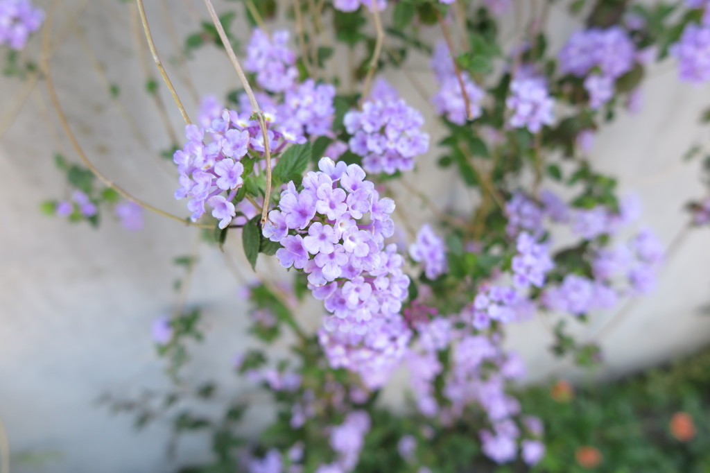 高井戸5月11日