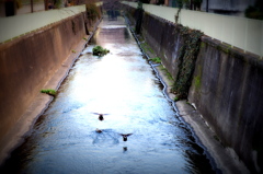 神田川1月31日‐1