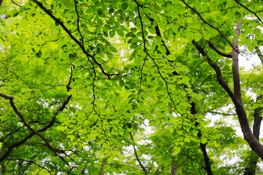 三井の森5月14日-2