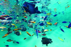 葛西臨海水族園5月24日