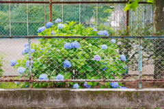 紫陽花7月1日