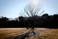 北の丸公園1月22日-2
