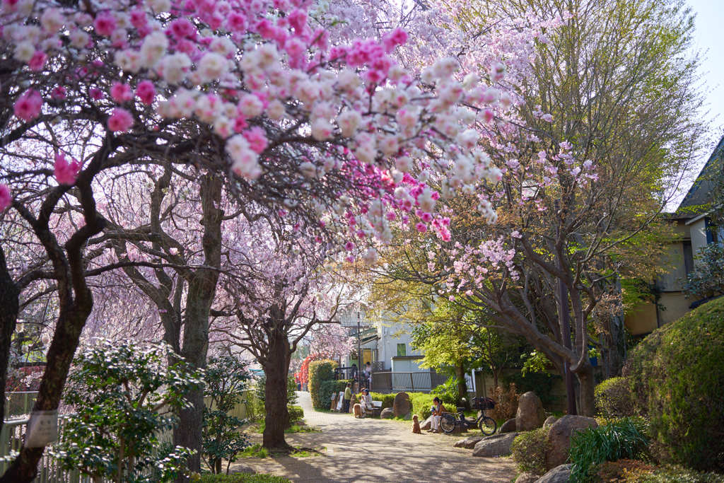 神田川3月31日-1