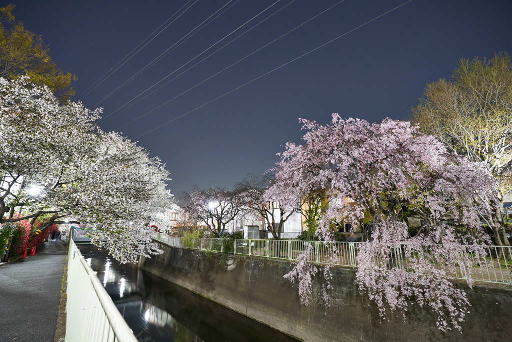 神田川4月4日-1