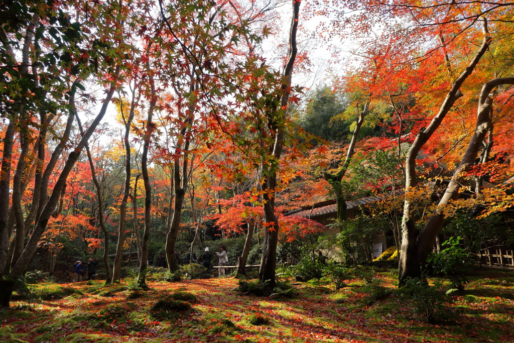 祇王寺11月23日-2