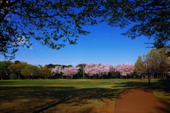 柏の宮公園4月13日-1