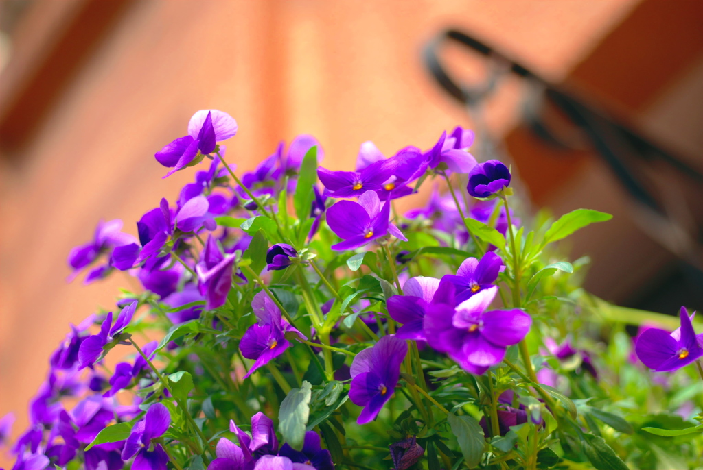 御近所のレストラン