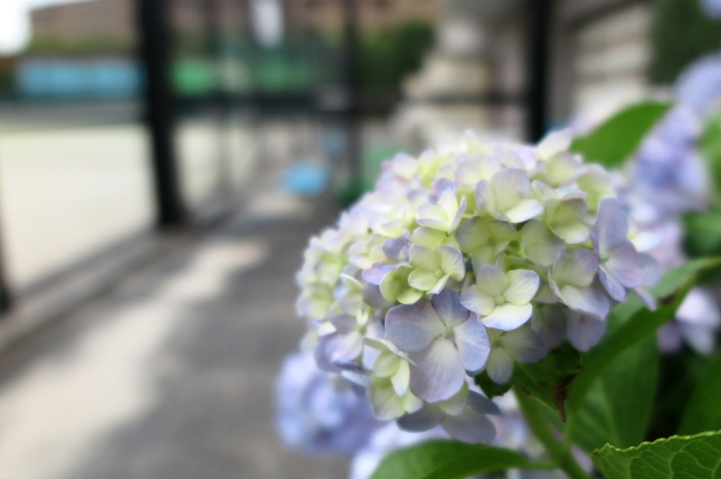 浜田山6月17日