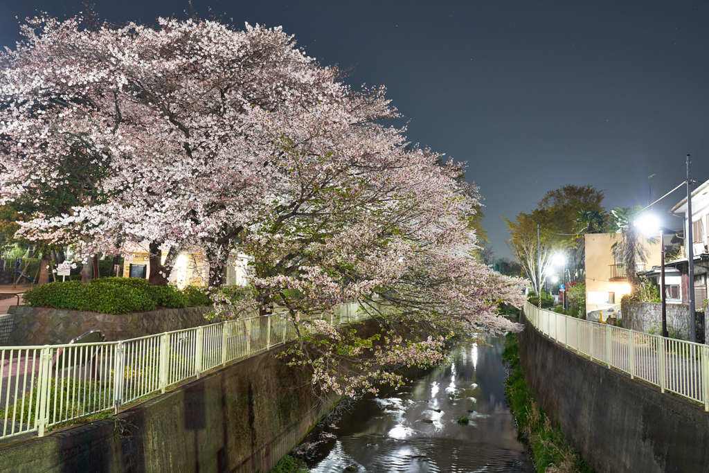 神田川4月4日-2