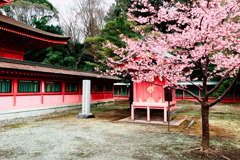 浅間大社2月22日